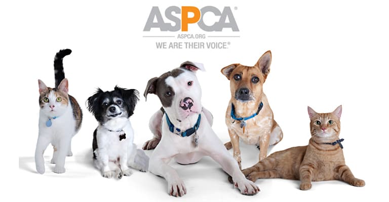 artificial turf & fake grass specialist